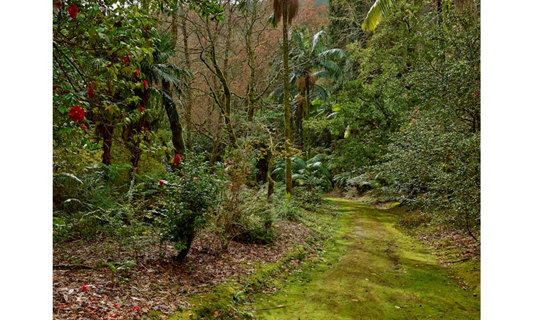 Forêt Jardin José do Canto