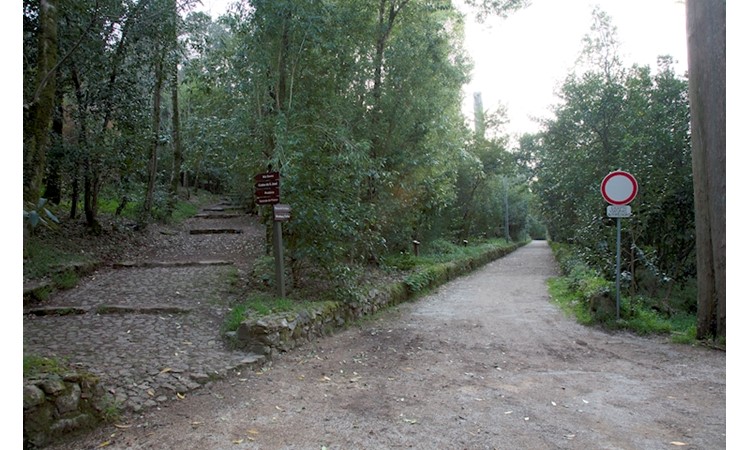 Forêt Nationale de Bussaco