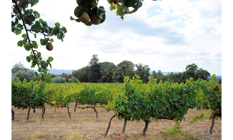 Quinta do Loureiro