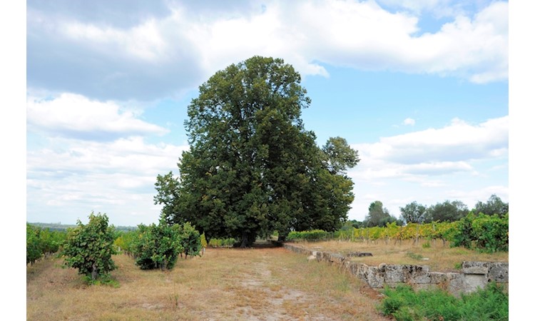 Quinta do Loureiro