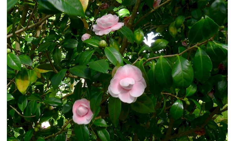 Parque de São João da Ponte