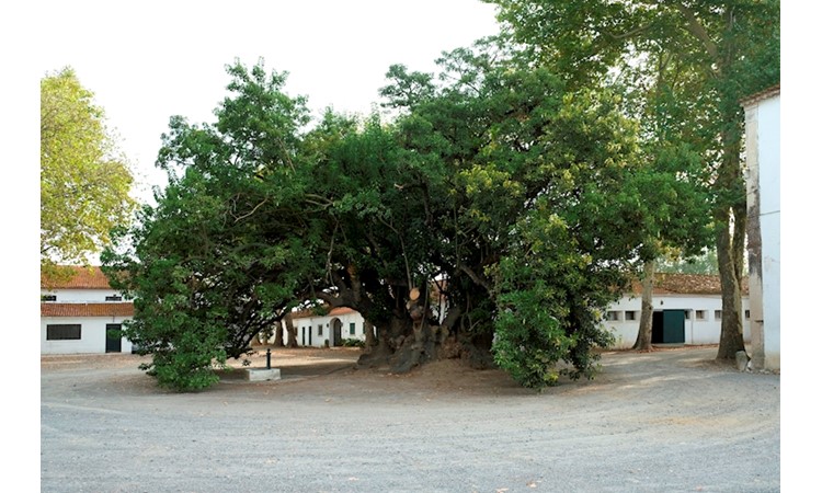 Quinta da Alorna