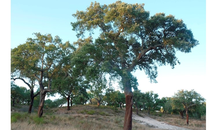 Herdade da Torre