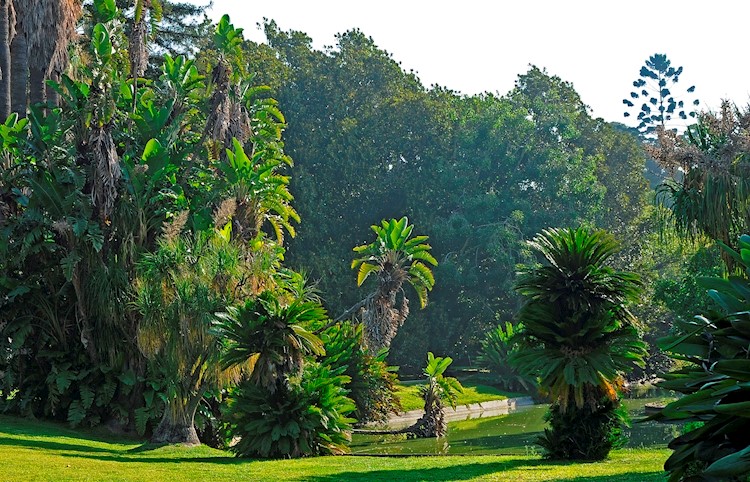 Jardim do Palácio dos Condes de Calheta / Jardim Botânico Tropical