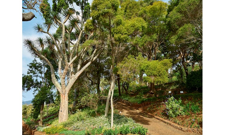 Madeira`s Botanical Garden