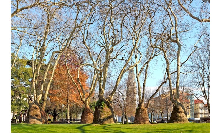 Jardim da Cordoaria / Jardim João Chagas